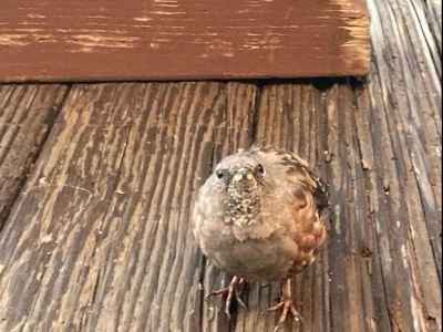 こっちを向いたイワヒバリ 