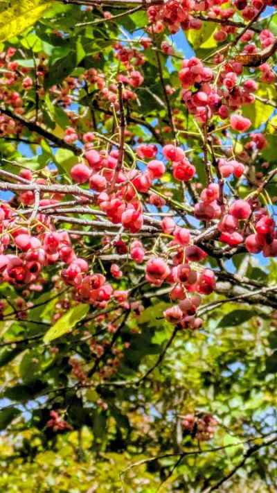 マユミが群生し赤い実が鈴なり