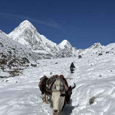 雪の街道を歩くゾッキョ