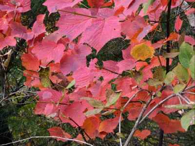 ウリハダカエデ 