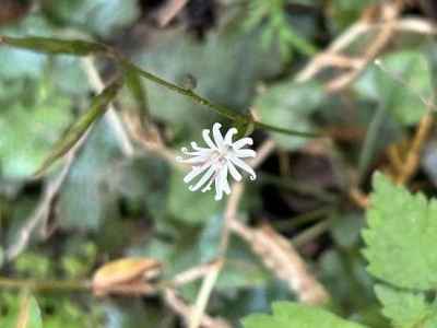 キッコウハグマ（キク科）