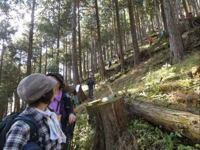 植林地の激下り
