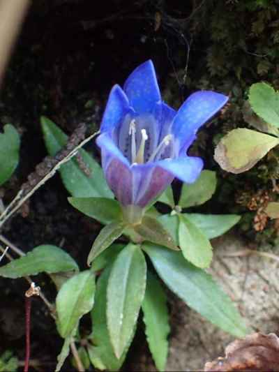 リンドウ（リンドウ科） 