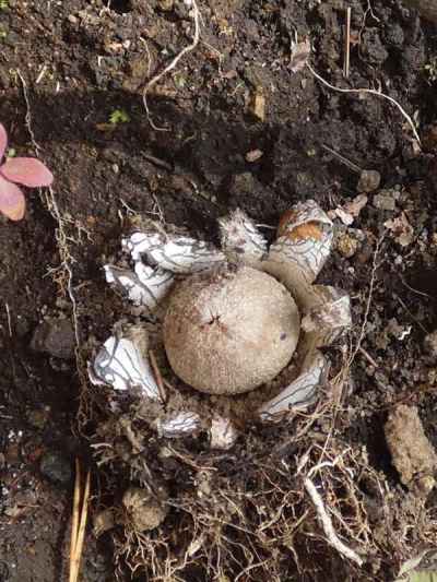 ツチグリ（ツチグリ科） 