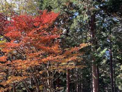 見頃の紅葉 