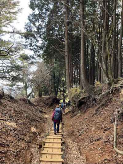 杉木立の道を下る 