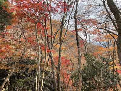 紅葉はまだまだ綺麗でした&nbsp;