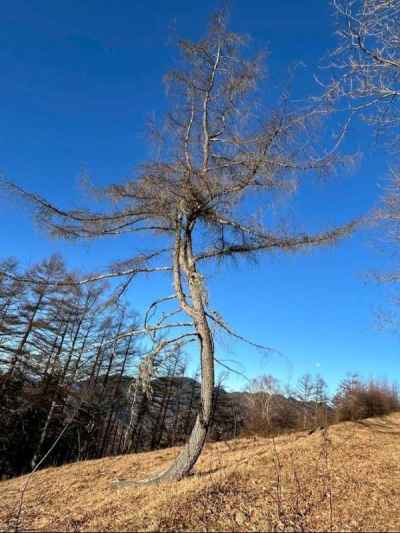 ダンシングツリー