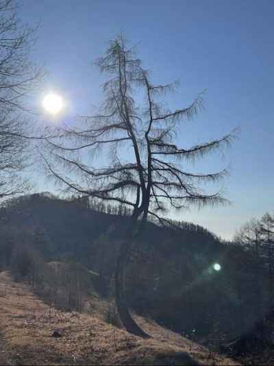 夜明けのダンシングツリー&nbsp;