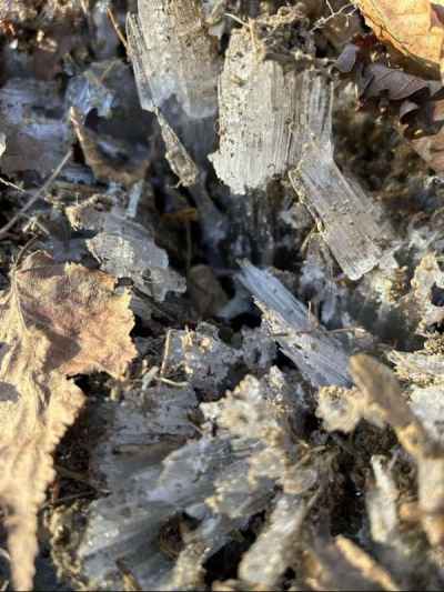 霜柱が長い&nbsp;