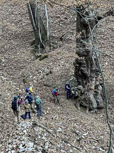 トチノキの巨木推定樹齢600年