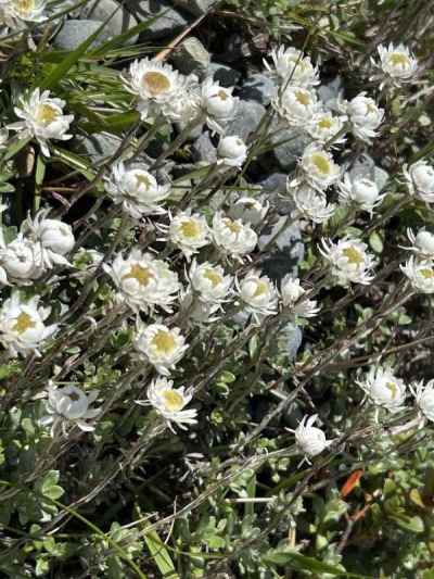 サウスアイランドエーデルワイス