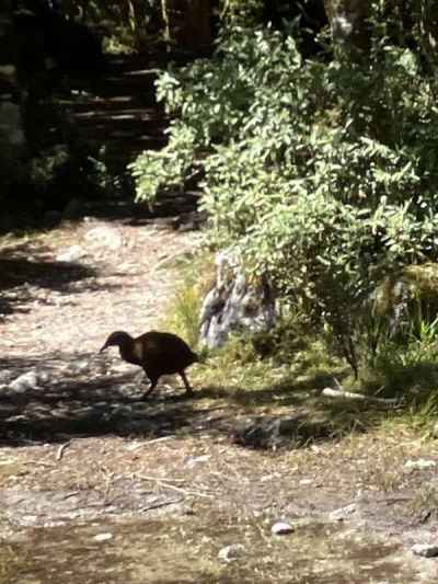 結構見かけるウェカ&nbsp;