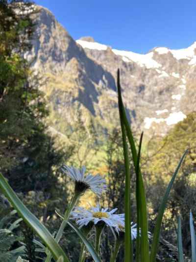 マウンテンデイジー&nbsp;