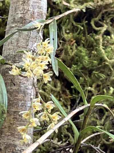 バンブークリスマスオーキッド&nbsp;