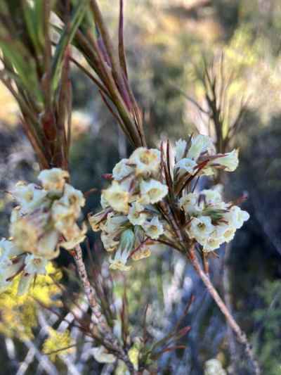 ホイップコードヒービー&nbsp;