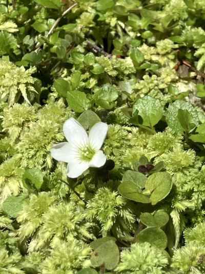 オッドリープオーキッド&nbsp;