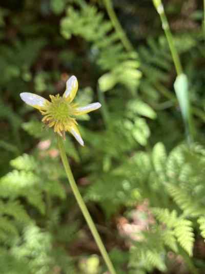 プラティア&nbsp;