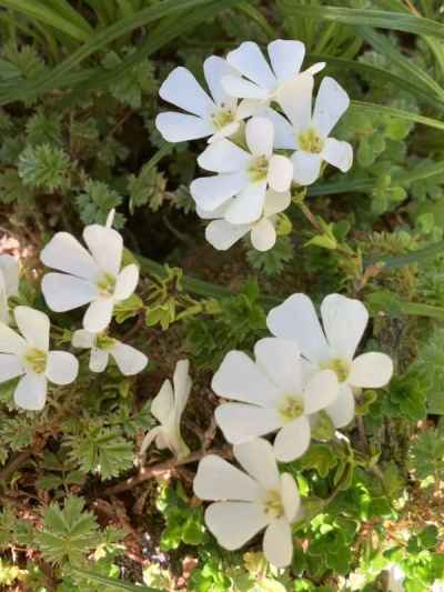 フォックスグローブ&nbsp;