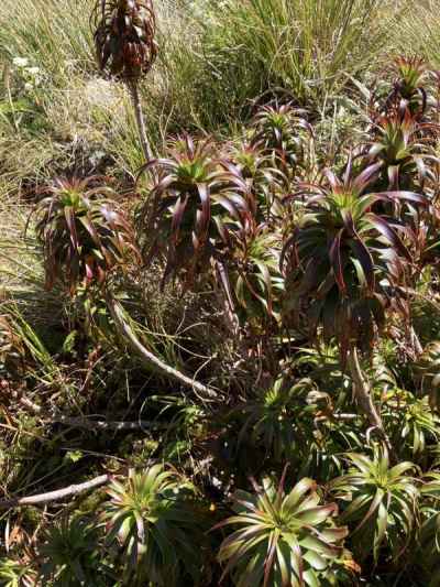 パイナップルスクラブ&nbsp;