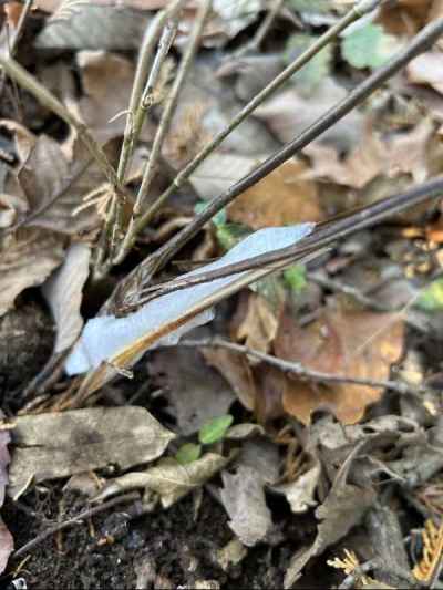 長いのもあった