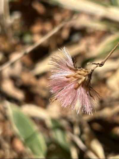 ピンクのコウヤボウキ&nbsp;