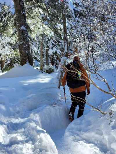新中の湯登山口へ樹林帯を進む