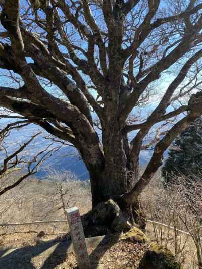 ご神木の雨降木（ブナ）&nbsp;