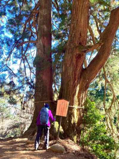 夫婦杉にあやかりたい