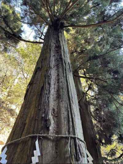 二重社の御神木&nbsp;