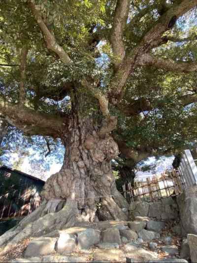 スダジイの巨木