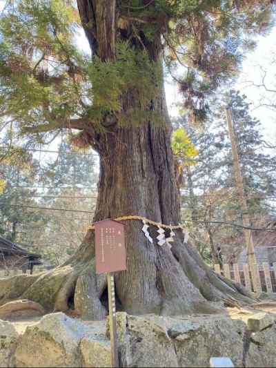 御神木の大杉