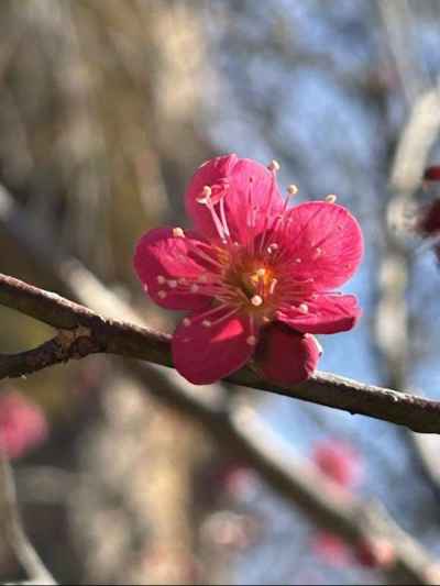 紅梅&nbsp;