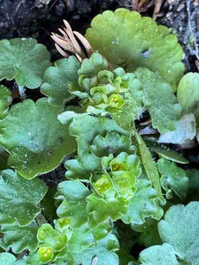 林縁の半日蔭にヤマネコノメソウ&nbsp;