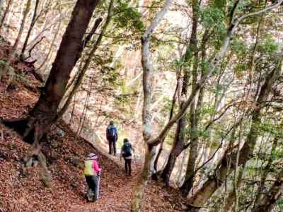 尾根を巻きながら緩やかな下りが続く&nbsp;