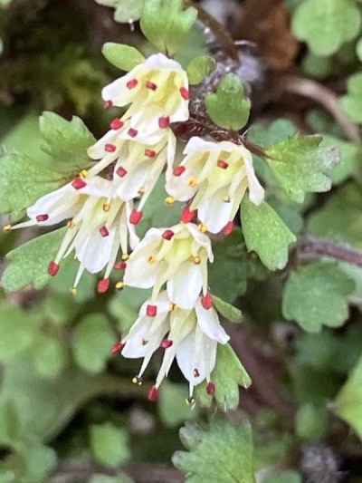 ハナネコノメの群生地発見！！&nbsp;