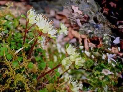岩場で水しぶきを浴びながら咲いている&nbsp;