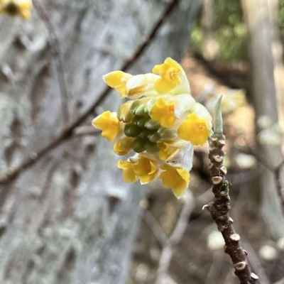 3月の丹沢はミツマタが主役&nbsp;