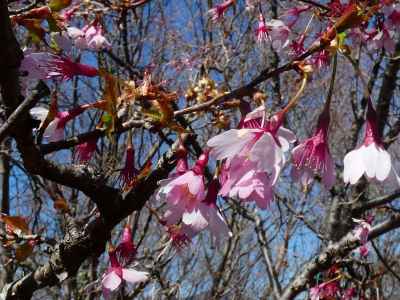 早咲きの桜&nbsp;